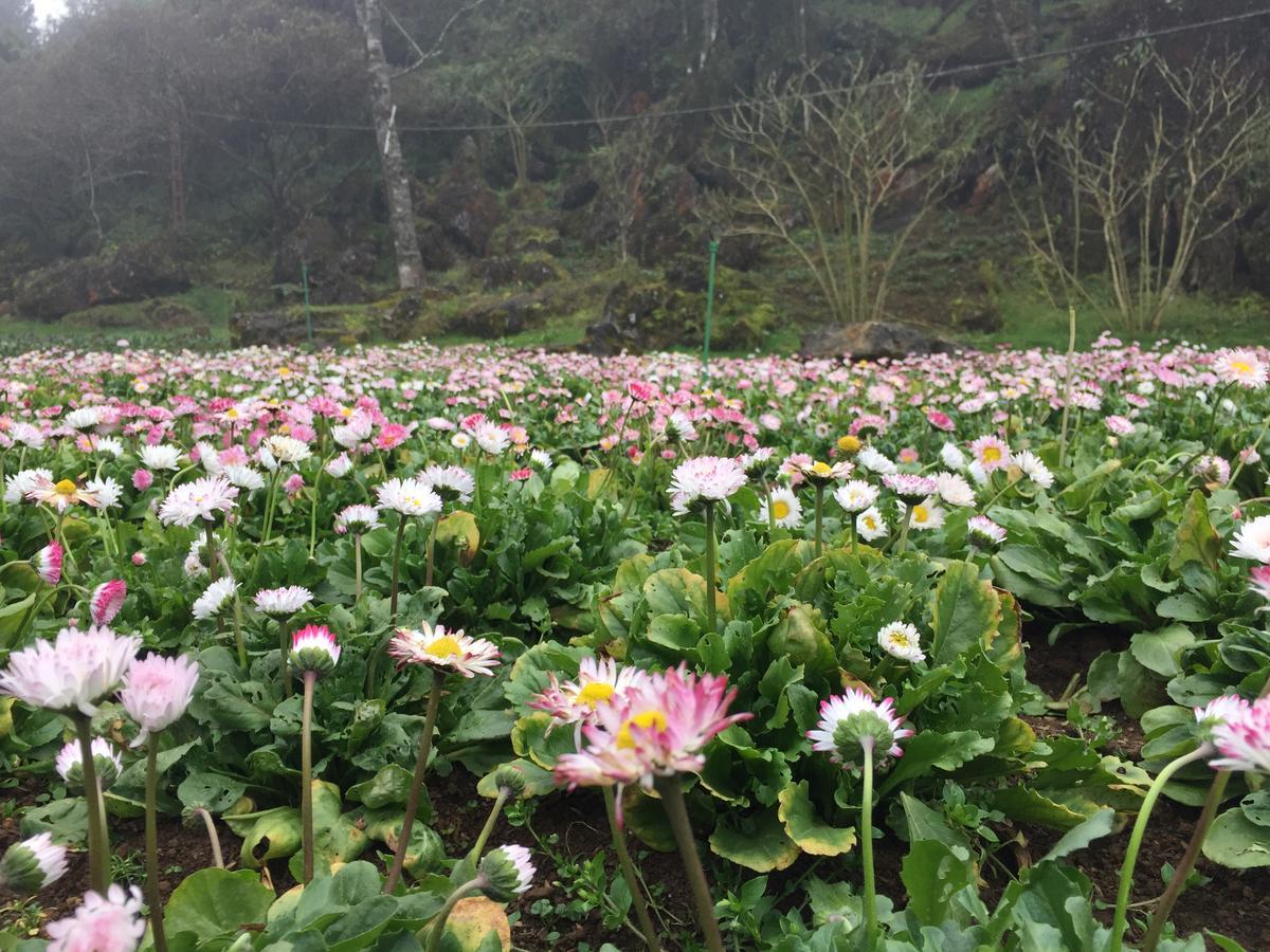 Freedom Homestay & Trekking サパ エクステリア 写真